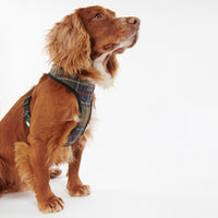 Dog Harness
