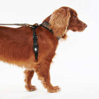 Dog Harness